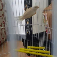 قناری ماده آماده موزائیکی اورجینال