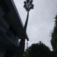 هرس پالم فونیکس قطع درخت