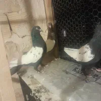 کفتر تزیینی|پرنده|قم, نخودی|دیوار