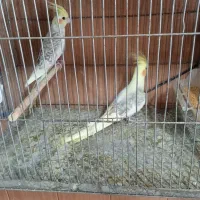 بورس«عروس‌هلندی‌کوتوله‌مرغ‌عشق‌مرغ‌وخروس‌‌|پرنده|شهرکرد, |دیوار