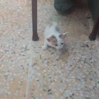 توله گربه معاوضه با توله سگ اروم