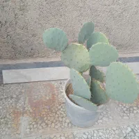 کاکتوس|گل و گیاه طبیعی|تهران, بهارستان|دیوار