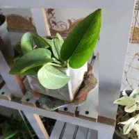 گل طبیعی|گل و گیاه طبیعی|برازجان, |دیوار