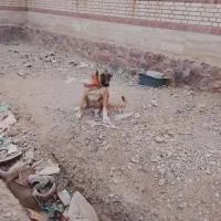 واگذاری سگ|سگ|فشاپویه, |دیوار