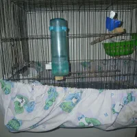 یک جفت قناری نروماده