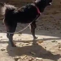 سگ گله ای|سگ|نورآباد ممسنی, |دیوار