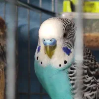 فروش تعدادی مرغ عشق|پرنده|شیراز, محراب|دیوار