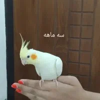 عروس هلندی|پرنده|تهران, قاسم‌آباد|دیوار