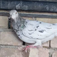 سه تا هفت رنگ درشت و سالم دوستان یکی نردوتاماده|پرنده|سبزوار, کوی بهار|دیوار