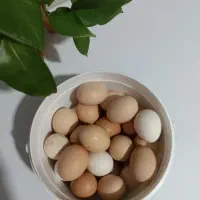 تخم مرغ رسمی