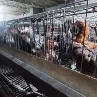 مرغ گلپایگان محلی|حیوانات مزرعه|مشهد, خرم آباد|دیوار