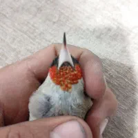 سهره|پرنده|کرمان, |دیوار