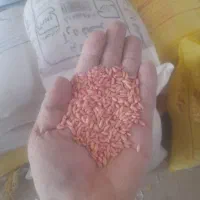 بذرگندم|خدمات باغبانی و درختکاری|بزینه رود, |دیوار
