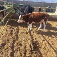 گوساله از گاوداری تلیسه درجه یک|حیوانات مزرعه|سبزوار, قصبه شرقی|دیوار