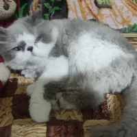 گربه همالین پرشین