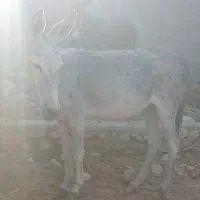 الاغ ماده|حیوانات مزرعه|بستک, |دیوار