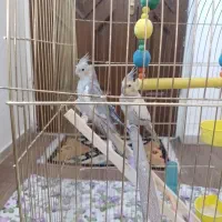 عروس هلندی نرو ماده