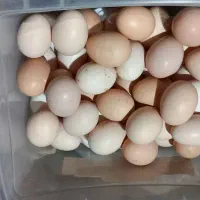 تخم مرغ محلی تازه