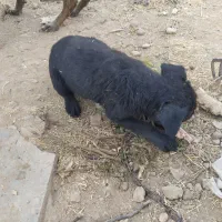 واگذاری توله سگ قدرجانی و ماده مالینویز