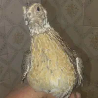 14تا بلدرچین به عنوان یکجا