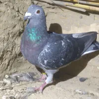 کبوتر جان اردن خالص