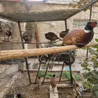 فروش تعدادی خروس آمریکایی