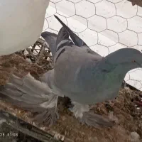 کبوتر رفتنی