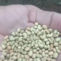 لوبیا چش بلبلی