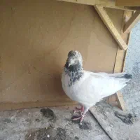 کفتر پرشی نر