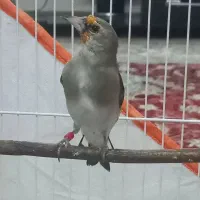 سهره  دورگ نر دهن دار