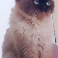 گربه هیمالین معاوضه با لوازم ناخن