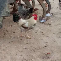 خروس|حیوانات مزرعه|زرنه, |دیوار