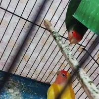 دوعدد طوطی برزیلی