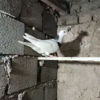 کبوتر|پرنده|مشهد, چهاربرج|دیوار