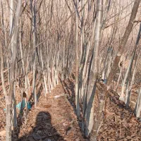 نهال گردوی کهمان(الشتر)