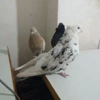 زرد و سرور وزاغ