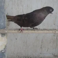 کفتر زمینی نر