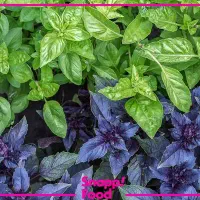 فروش ویژه سبزی  معطر برای کوفته بسته ای۱۰۰ت