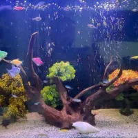 آکواریوم شیشه خم شرکتی با لوازم و ماهی های گران