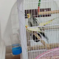 جفت عروس هلندی|پرنده|زابل, |دیوار