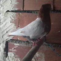 کبوتر|پرنده|مریوان, |دیوار