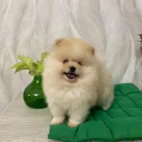 توله پامرانین خرسی