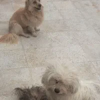 فروش سه عدد سگ خانگی و دست آموزگار پامر وشیتزو