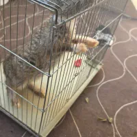 خرگوش و قفس