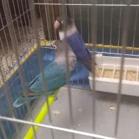 دوجفت کوتوله برزیلی آبی فیروزه ای و کاربنی ویولت