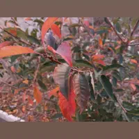 ۹۰۰متر باغ در دماوند