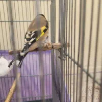 سهره ماده داغ سر|پرنده|قلعه نو, |دیوار