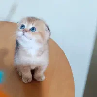 سرپرستی اسکاتیش بریتیش|گربه|بوشهر, |دیوار