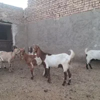 ۱۲ عدد بز پاکستای سانن جوون بدردبخور|حیوانات مزرعه|نطنز, |دیوار