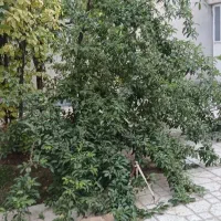 واحد-مسکونی-60-متر-همکف